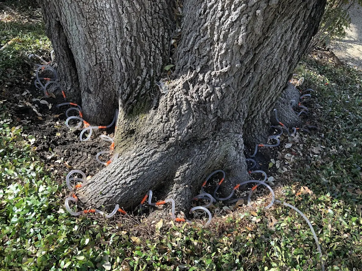 Detailed Tree Cabling and Bracing job site in Leetonia