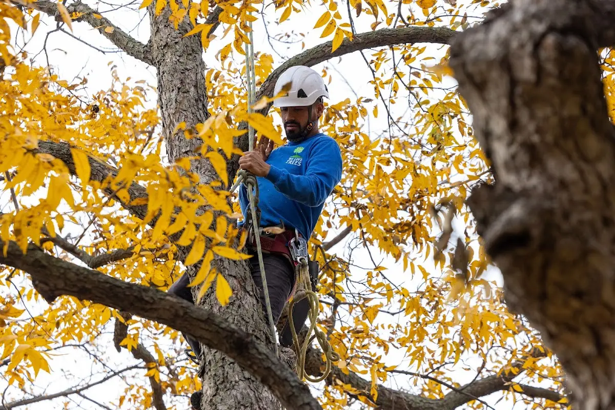 Skilled Tree Planing crew working in Leetonia